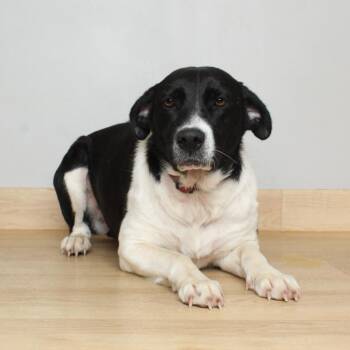 Border Collie and Mixed Breed Dogs Available for Adoption in Minnetonka, Minnesota - Yulee D69254 | PetCurious