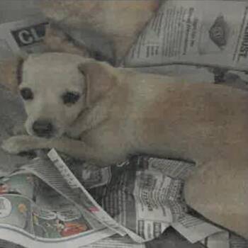 Rosie -  Chihuahua Dog for Adoption in Saint Charles, Missouri - Rosie | PetCurious