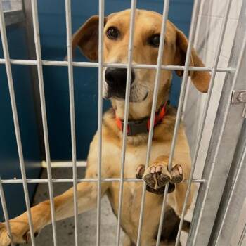 WALTER  Available NOW - ADOPTION or RESCUE! -  Hound and Mixed Breed Dog for Adoption in Nashville, North Carolina - WALTER  Available NOW - ADOPTION Or RESCUE! | PetCurious