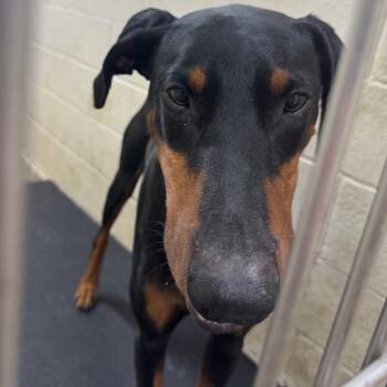 Kane -  Doberman Pinscher Dog Available for Adoption in Madisonville, Kentucky - Kane | PetCurious
