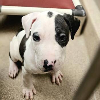 Kittle -  Pit Bull Terrier Dog for Adoption in Oakland, California - Kittle | PetCurious