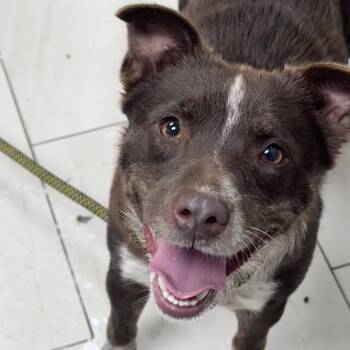 Cattle Dog Dogs Available for Adoption in Lufkin, Texas - Sydney | PetCurious