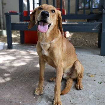 Dior -  Labrador Retriever and Mixed Breed Dog for Adoption in Pasadena, California - Dior | PetCurious