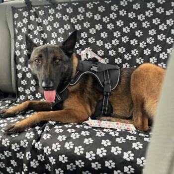 Belgian Shepherd Malinois Dogs Available for Adoption - Niko | PetCurious
