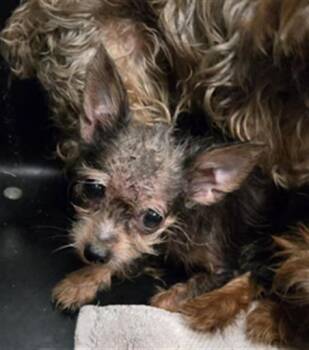 BLK -  Mixed Breed Dog for Adoption in Dallas, Texas - BLK | PetCurious