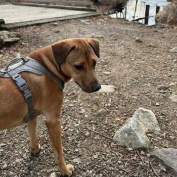 Mixed Breed Dogs Available for Adoption - Stanley | PetCurious