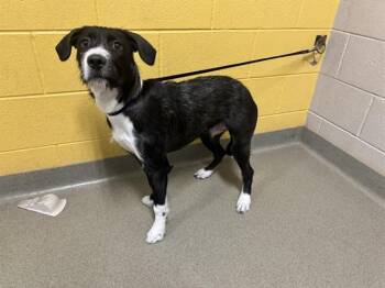 BUGS -  Labrador Retriever and Poodle Dog for Adoption in Colorado Springs, Colorado - BUGS | PetCurious