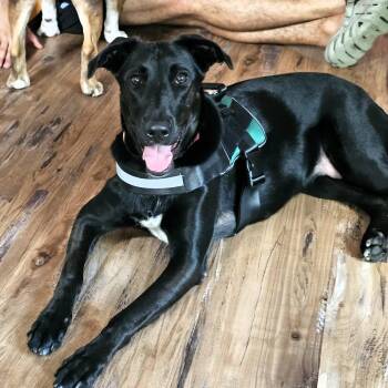 RUBY -  Labrador Retriever and German Shepherd Dog Dog for Adoption in Largo, Florida - RUBY | PetCurious