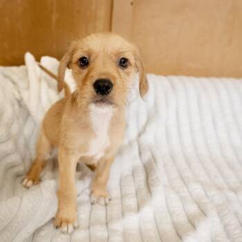 Labrador Retriever and Terrier Dogs Available for Adoption in Valparaiso, Indiana - Dyson | PetCurious