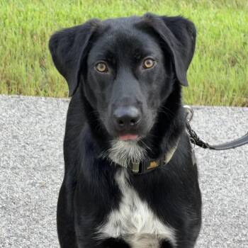 Lulu -  Black Labrador Retriever Dog for Adoption in Libertyville, Illinois - Lulu | PetCurious
