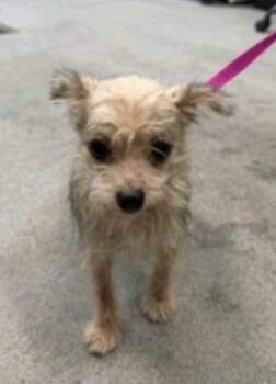 Beamer -  Yorkshire Terrier Dog for Adoption in Las Vegas, Nevada - Beamer | PetCurious