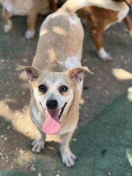 Aramis -  Rat Terrier Dog for Adoption in Jackson, Mississippi - Aramis | PetCurious