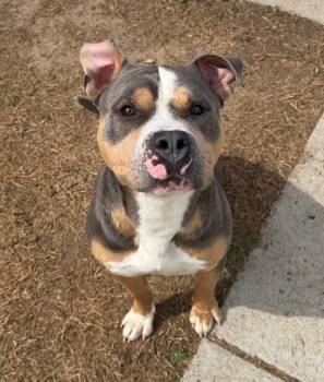 Pit Bull Terrier Dogs Available for Adoption in Suffolk, Virginia - AL | PetCurious