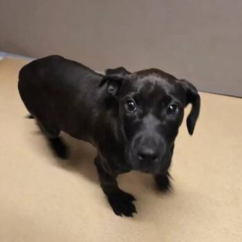 Loca -  Black Labrador Retriever and Mixed Breed Dog for Adoption in Bismarck, North Dakota - Loca | PetCurious