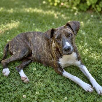 Heavens to Betsy -  Terrier and Hound Dog for Adoption in Helena, Alabama - Heavens To Betsy | PetCurious
