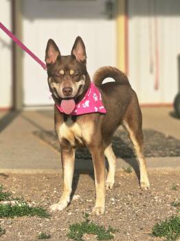 Fiona -  Australian Kelpie Dog for Adoption in Walthill, Nebraska - Fiona | PetCurious
