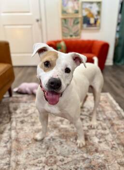 Cyrus Cuddles the Easy Breezy Love Bug -  Pit Bull Terrier and American Staffordshire Terrier Dog for Adoption in Friendswood, Texas - Cyrus Cuddles The Easy Breezy Love Bug | PetCurious