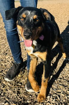 Rescue Catahoula Leopard Dog Dogs for Adoption in Salt Lake City, Utah - Sadie Lady | PetCurious