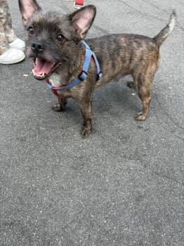 colby- Mutt mix -  French Bulldog and Yorkshire Terrier Dog for Adoption in Tustin, California - Colby- Mutt Mix | PetCurious