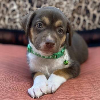 Shepherd and Hound Dogs Available for Adoption in San Diego, California - Africa Pup - Botswana | PetCurious