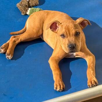 Squints -  Bullmastiff Dog for Adoption in Des Moines, Iowa - Squints | PetCurious
