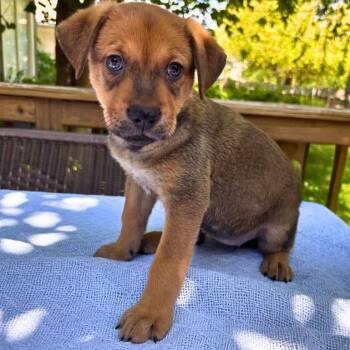 Belgian Shepherd Malinois and German Shepherd Dog Dogs Available for Adoption in San Antonio, Texas - Blair | PetCurious