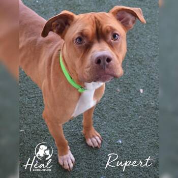 Boxer and Pit Bull Terrier Dogs Available for Adoption - Rupert | PetCurious