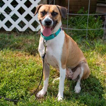 Prissy- your perfect lap dog -  Beagle Dog for Adoption in Houston, Texas - Prissy- Your Perfect Lap Dog | PetCurious