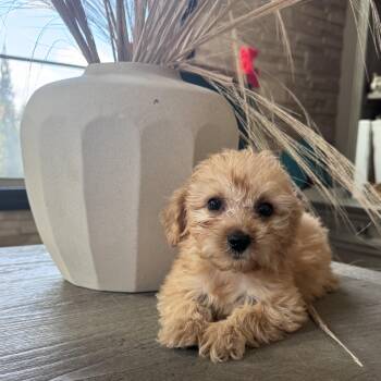 Baby Ruth -  Schnoodle Dog for Adoption in San Diego, California - Baby Ruth | PetCurious