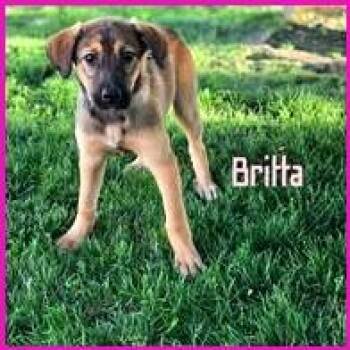 Mixed Breed Dogs Available for Adoption in Joliet, Illinois - Britta | PetCurious
