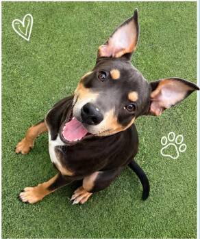 Scooter the mixed breed -  American Staffordshire Terrier and Australian Cattle Dog Blue Heeler Dog for Adoption in Muskego, Wisconsin - Scooter The Mixed Breed | PetCurious