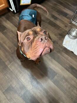 Dufus -  Mixed Breed Dog for Adoption in Cincinnati, Ohio - Dufus | PetCurious