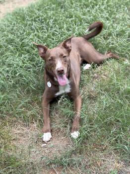 Moose -  Labrador Retriever and Mixed Breed Dog for Adoption in Meeker, Oklahoma - Moose | PetCurious