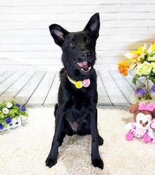 ROSS -  Labrador Retriever Dog for Adoption in Castro Valley, California - ROSS | PetCurious