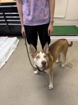 Blue -  Husky and Pit Bull Terrier Dog for Adoption in Palm Coast, Florida - Blue | PetCurious