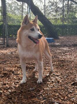 Shiba Inu Dogs Available for Adoption in St. Augustine, Florida - Bitcoin | PetCurious