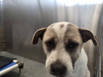 KALI -  Mixed Breed Dog for Adoption in Dallas, Texas - KALI | PetCurious