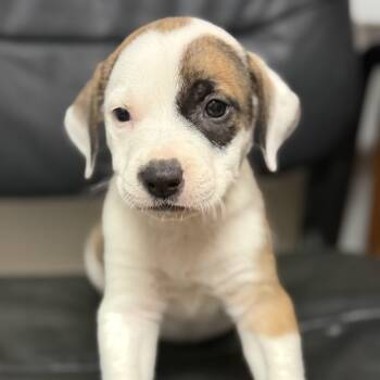Fried Pickle -  Pit Bull Terrier Dog for Adoption in Columbia, South Carolina - Fried Pickle | PetCurious