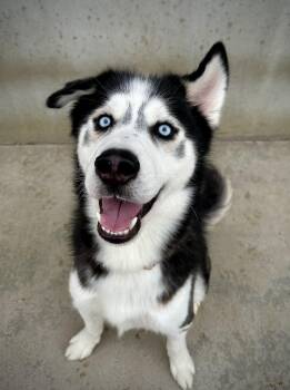 Boris -  Husky Dog for Adoption in Mason City, Iowa - Boris | PetCurious