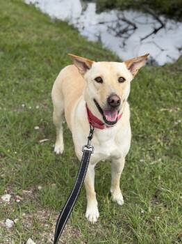 Yellow Labrador Retriever Dogs Available for Adoption in Tomball, Texas - Sophie  | PetCurious