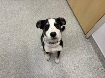 WINNIE -  Australian Cattle Dog Blue Heeler and Mixed Breed Dog Available for Adoption in Loveland, Colorado - WINNIE | PetCurious