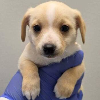 Depp (p) -  Mixed Breed Dog for Adoption in New York, New York - Depp (p) | PetCurious