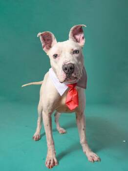 Carver -  Mixed Breed Dog for Adoption in Atlanta, Georgia - Carver | PetCurious