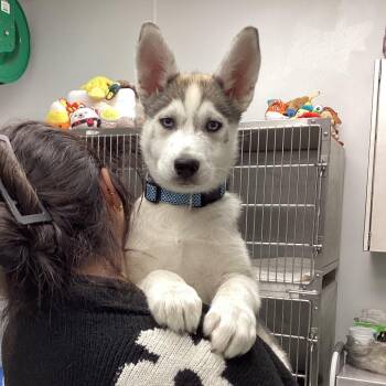 Husky Dogs Available for Adoption - Hemsworth | PetCurious