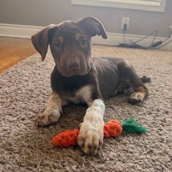 Lucy -  Mixed Breed Dog for Adoption in Kansas City, Missouri - Lucy | PetCurious