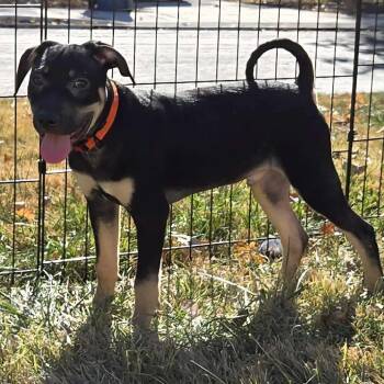 Rescue Mixed Breed and Terrier Dogs for Adoption in Olathe, Kansas - Mars | PetCurious