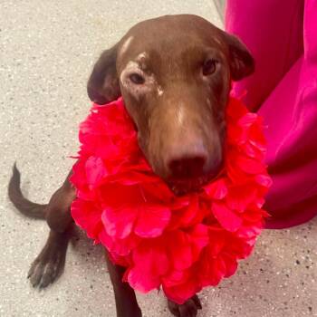 Lorna Doone -  Chocolate Labrador Retriever and Mixed Breed Dog for Adoption in Fayetteville, Arkansas - Lorna Doone | PetCurious