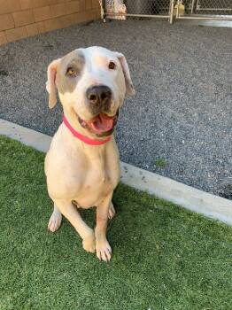 Lolly -  Pit Bull Terrier Dog for Adoption in San Diego, California - Lolly | PetCurious