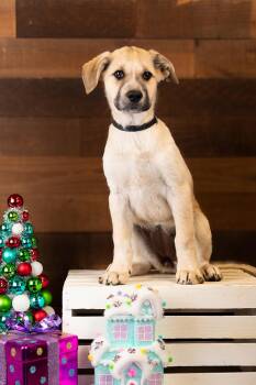 Rescue Great Pyrenees Dogs for Adoption in Brighton, Colorado - #999-25 (Holly) | PetCurious
