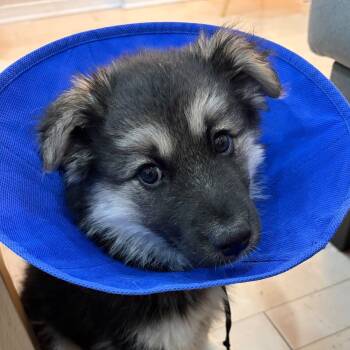 Makwa -  Shepherd Dog for Adoption in Oakville, Ontario - Makwa | PetCurious